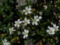 Cerastium carinthiacum